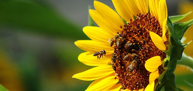 Beneficios terapéuticos del polen de abeja – Trofología
