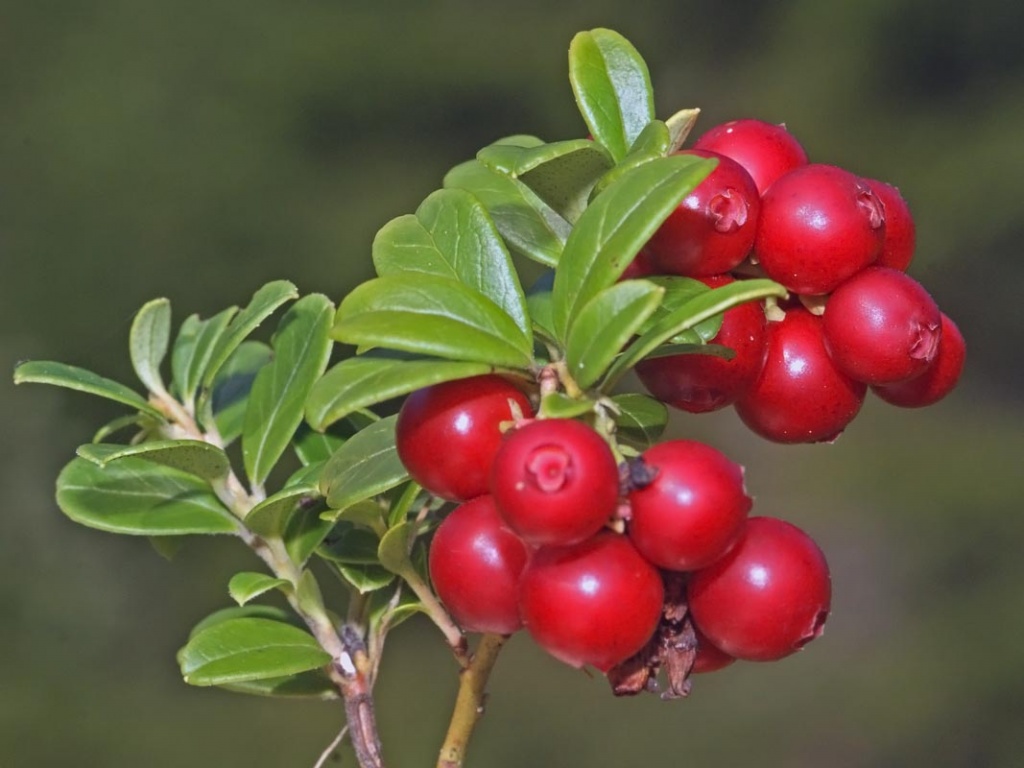 GAYUBA/BOIXEROLA (Arctostaphylos uva-ursi)